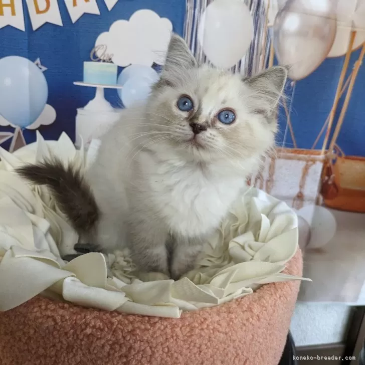 ID：2406-00416の子猫