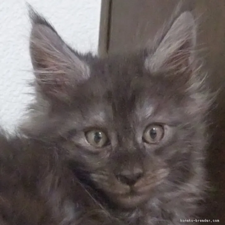 ID：2306-01173の子猫