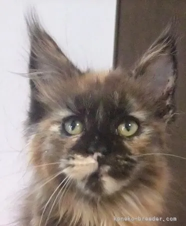ID:2205-02235の子猫