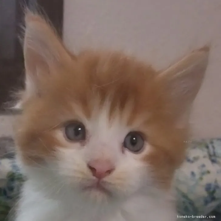 ID：2309-00575の子猫