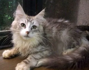 ID：2009-01854の子猫