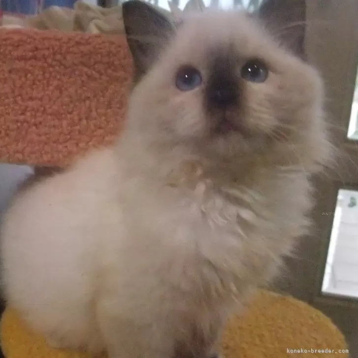 ID：2410-03212の子猫