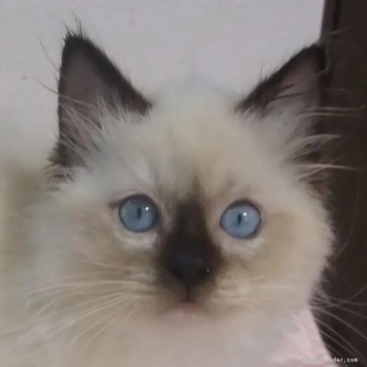 ID:2301-02229の子猫