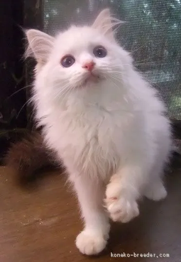 J.S 様のお迎えした子猫
