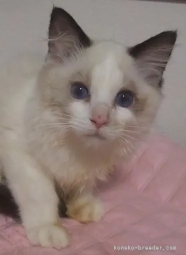 空母 様のお迎えした子猫