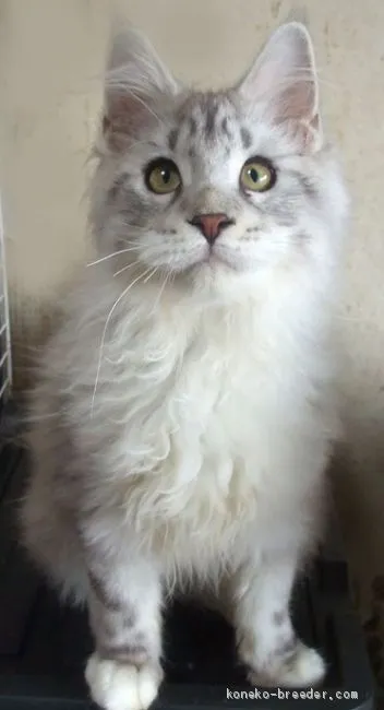 ID：1911-01769の子猫