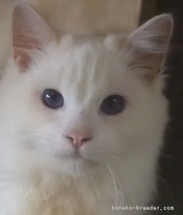 ID：2110-02029の子猫