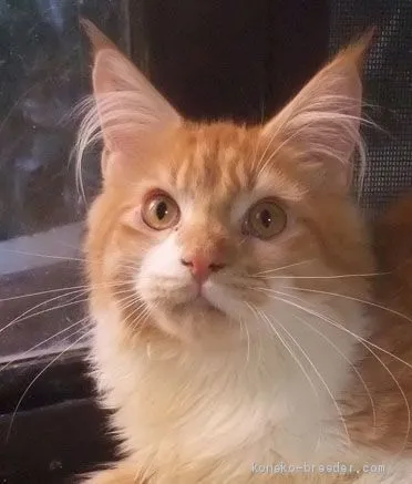 ヒロ 様のお迎えした子猫