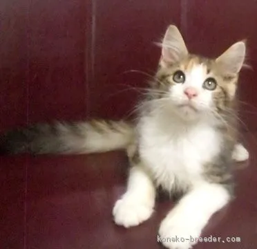 ID：2006-01100の子猫