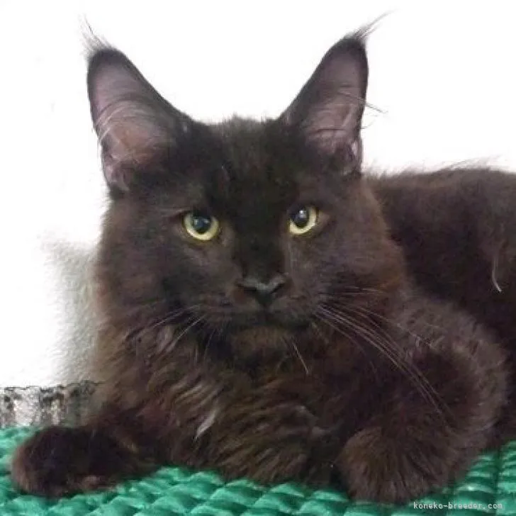 ID:2208-03132の子猫