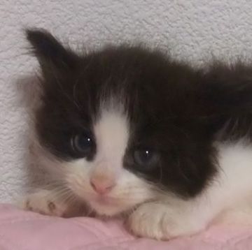 メインクーン×ラグドール【大阪府・男の子・2021年6月15日・ブラック&ホワイト】の写真「綺麗な男の子です。」