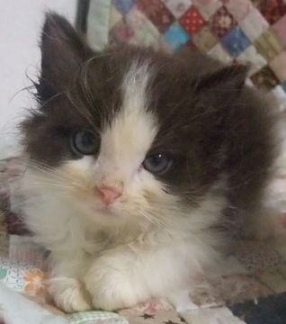 メインクーン×ラグドール【大阪府・女の子・2021年2月25日・ブラック&ホワイト】の写真「性格の良い子♪」