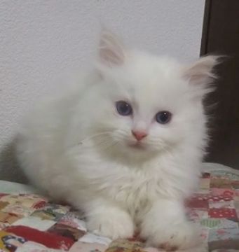 ラグドール【大阪府・男の子・2021年2月26日・クリームポイントバイカラー（ふわふわ）】の写真「綺麗な男の子です。」