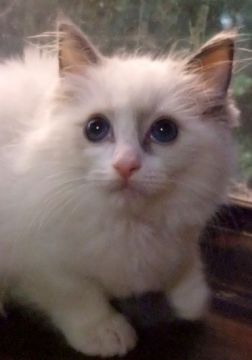 ラグドール【大阪府・女の子・2020年8月12日・ブルーポイントバイカラー（サラサラ）】の写真「素直な女の子♪」