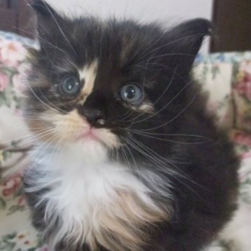 メインクーン【大阪府・女の子・2023年8月9日・トーティシェル&ホワイト（ふわふわ）】の写真「三毛の女の子」