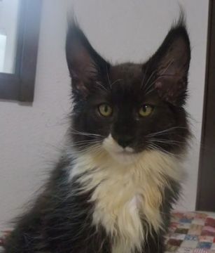 メインクーン【大阪府・女の子・2021年4月15日・ブラック&ホワイト（サラサラ）】の写真「しっかりした女の子」