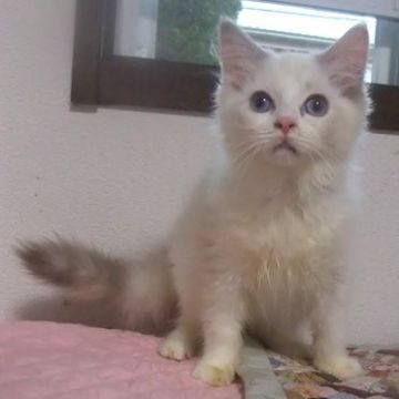 ラグドール【大阪府・女の子・2021年3月15日・ブルートービーポイントバイカラー】の写真「三毛の女の子」