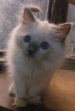 ラグドール【大阪府・男の子・2020年8月1日・ブルーポイントミテッド（ふわふわ）】の写真「超可愛いお顔です。」