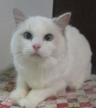 ラグドール【大阪府・女の子・2021年1月22日・ブルーポイントバイカラー】の写真「丸いお顔で綺麗な子です。」