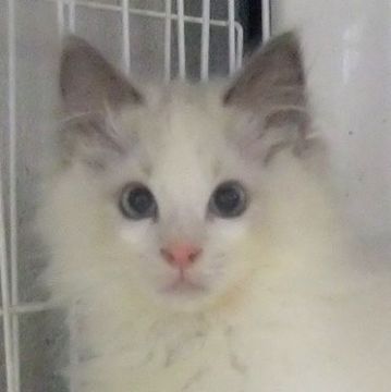 ラグドール【大阪府・男の子・2021年1月22日・ブルーポイントバイカラー】の写真「綺麗な男の子です。」