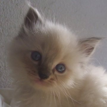 ラグドール【大阪府・男の子・2023年9月10日・ブルーリンクスポイントミテッド（ふわふわ）】の写真「可愛いお顔の男の子♪」