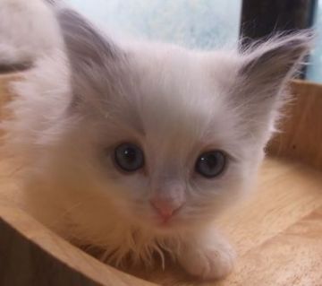 ラグドール【大阪府・女の子・2021年4月7日・ブルーポイントバイカラー】の写真「甘いお顔の女の子」