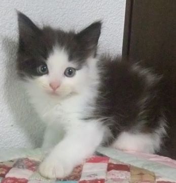 メインクーン×ラグドール【大阪府・男の子・2021年6月15日・ブラック&ホワイト】の写真「丸いおめめの男の子」