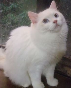 ラグドール【大阪府・女の子・2020年4月15日・クリームポイントミテッド（ふわふわ）】の写真「フレンドリーな女の子です。」
