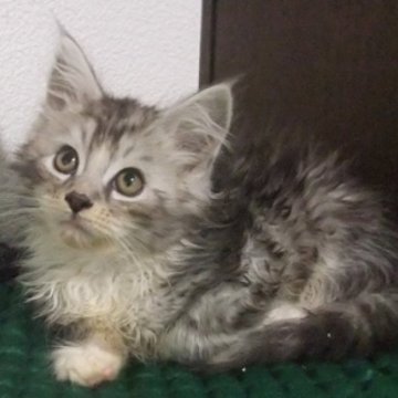 メインクーン【大阪府・男の子・2023年3月10日・シルバータビー&ホワイト】の写真「綺麗な男の子です。」