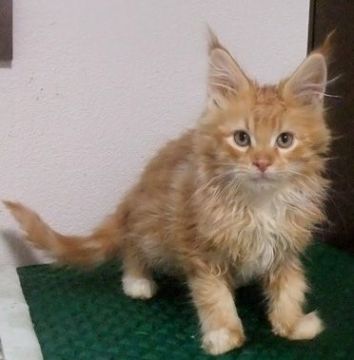 メインクーン【大阪府・男の子・2021年4月8日・レッドタビー&ホワイト】の写真「超イケメンです。」