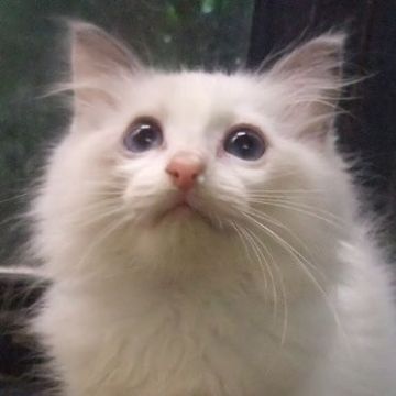 ラグドール【大阪府・女の子・2020年8月1日・ブルートーティポイントバイカラー（ふわふわ）】の写真「黒目の多い可愛い子です♪」