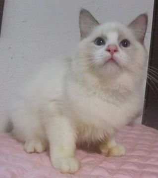 ラグドール【大阪府・女の子・2021年7月1日・ブルーポイントバイカラー】の写真「美しい女の子です」