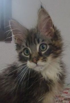 メインクーン【大阪府・男の子・2021年4月7日・ブラウンタビー&ホワイト】の写真「綺麗な男の子です。」