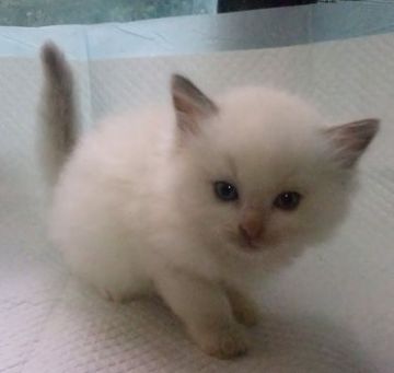 ラグドール【大阪府・男の子・2021年10月31日・ブルーポイントバイカラー】の写真「綺麗な男の子です。」