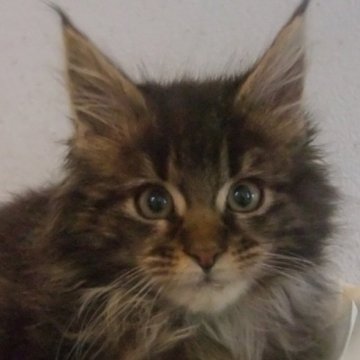 メインクーン【大阪府・女の子・2023年11月22日・ブラウンタビー】の写真「可愛いお顔の女の子」