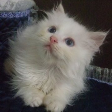 ラグドール【大阪府・男の子・2023年4月15日・クリームポイントバイカラー（ふわふわ）】の写真「優しい性格の男の子」