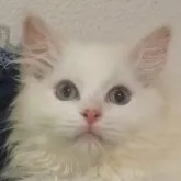 ラグドール【大阪府・男の子・2023年4月2日・クリームポイントバイカラー】の写真1