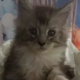 メインクーン【大阪府・男の子・2024年9月30日・シルバータビー&ホワイト】の写真1