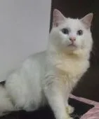 ラグドール【大阪府・男の子・2021年6月30日・クリームポイントバイカラー】の写真1