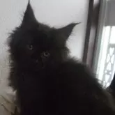 メインクーン【大阪府・女の子・2023年11月22日・ブラック】の写真1