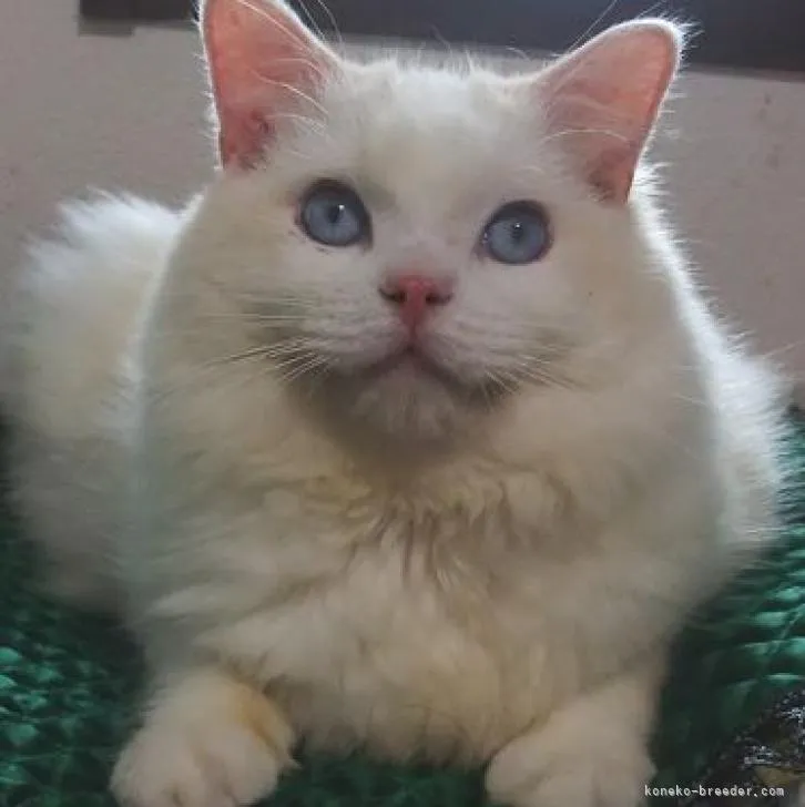 ID：2207-02469の子猫