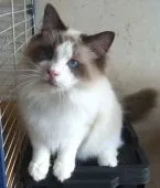 ラグドール【大阪府・男の子・2018年7月14日・シールポイントバイカラー】の写真2