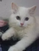 ラグドール【大阪府・男の子・2023年4月2日・クリームポイントバイカラー】の写真2