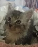 メインクーン【大阪府・男の子・2024年5月30日・ブルーシルバータビー&ホワイト】の写真3