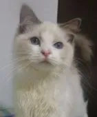 ラグドール【大阪府・女の子・2021年5月14日・ブルーポイントバイカラー】の写真3