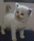 ラグドール【大阪府・女の子・2021年6月15日・ブルーポイントバイカラー】の写真4