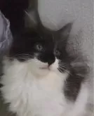 メインクーン【大阪府・男の子・2024年8月20日・ブラック&ホワイト】の写真4