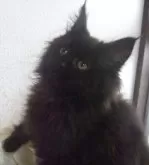 メインクーン【大阪府・女の子・2023年11月22日・ブラック】の写真5