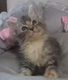 メインクーン【大阪府・男の子・2024年5月30日・ブルーシルバータビー&ホワイト】の写真5