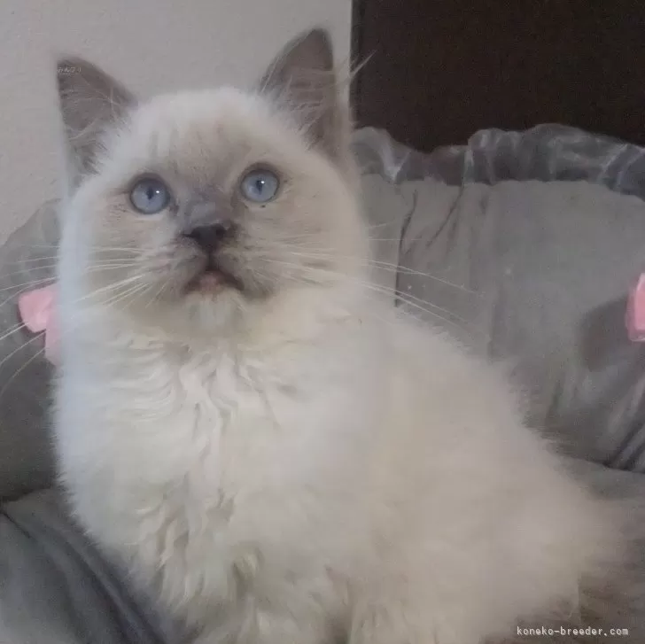 ID:2501-01296の子猫